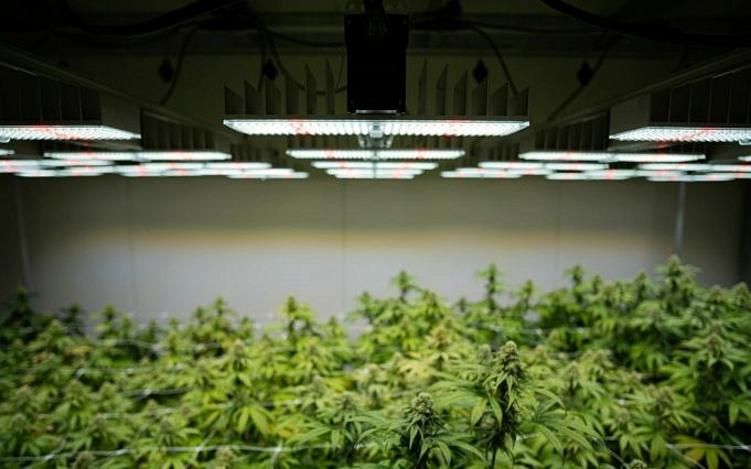 Lichtzyklen Für Den Cannabisanbau